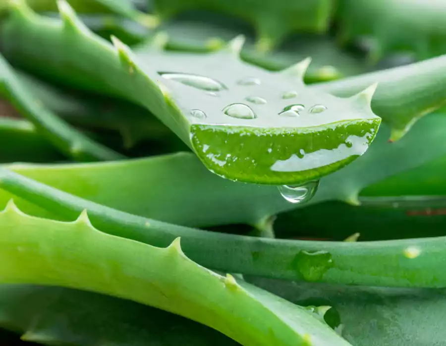 aloe_vera