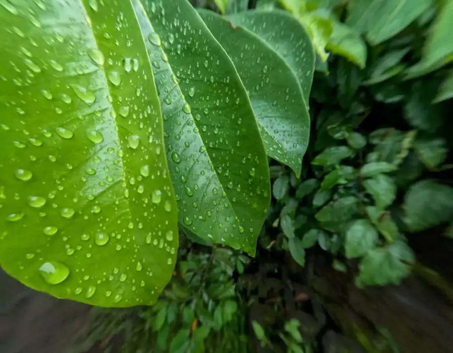 bitter_leaf
